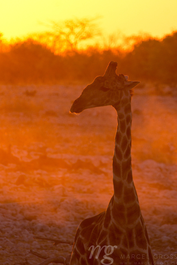 Giraffe in golden light | a giraffe drinking at a waterhole in Etosha National Park, Namibia - Realisiert mit Pictrs.com