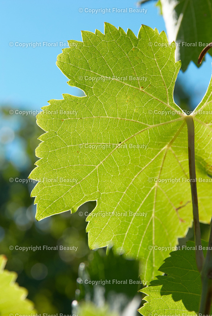 Weingut in Italien | Weinblatt vor blauem Himmel - Realisiert mit Pictrs.com