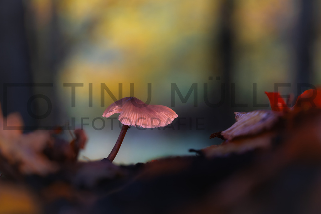 2025-10-26 18-01-17 (B_R8_S4) | Tinu Müller Fotografie- Bildershop - Realisiert mit Pictrs.com