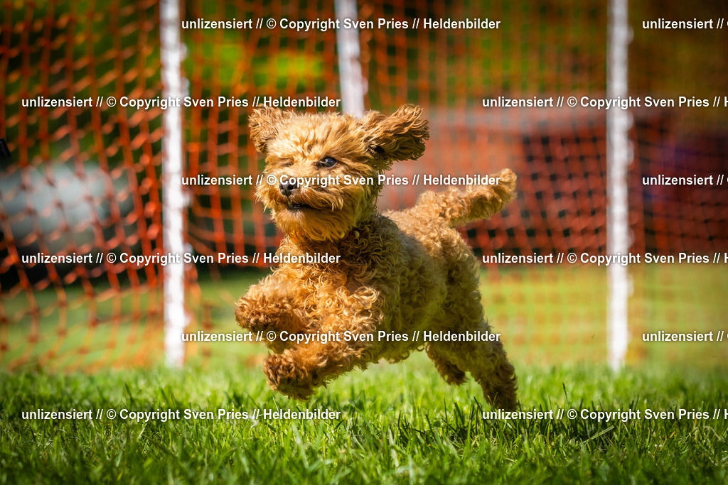 Hunderennen_April_2026_816 | 2026-04-26 - Hunderennen Baden-Oos April 2026 - Realisiert mit Pictrs.com