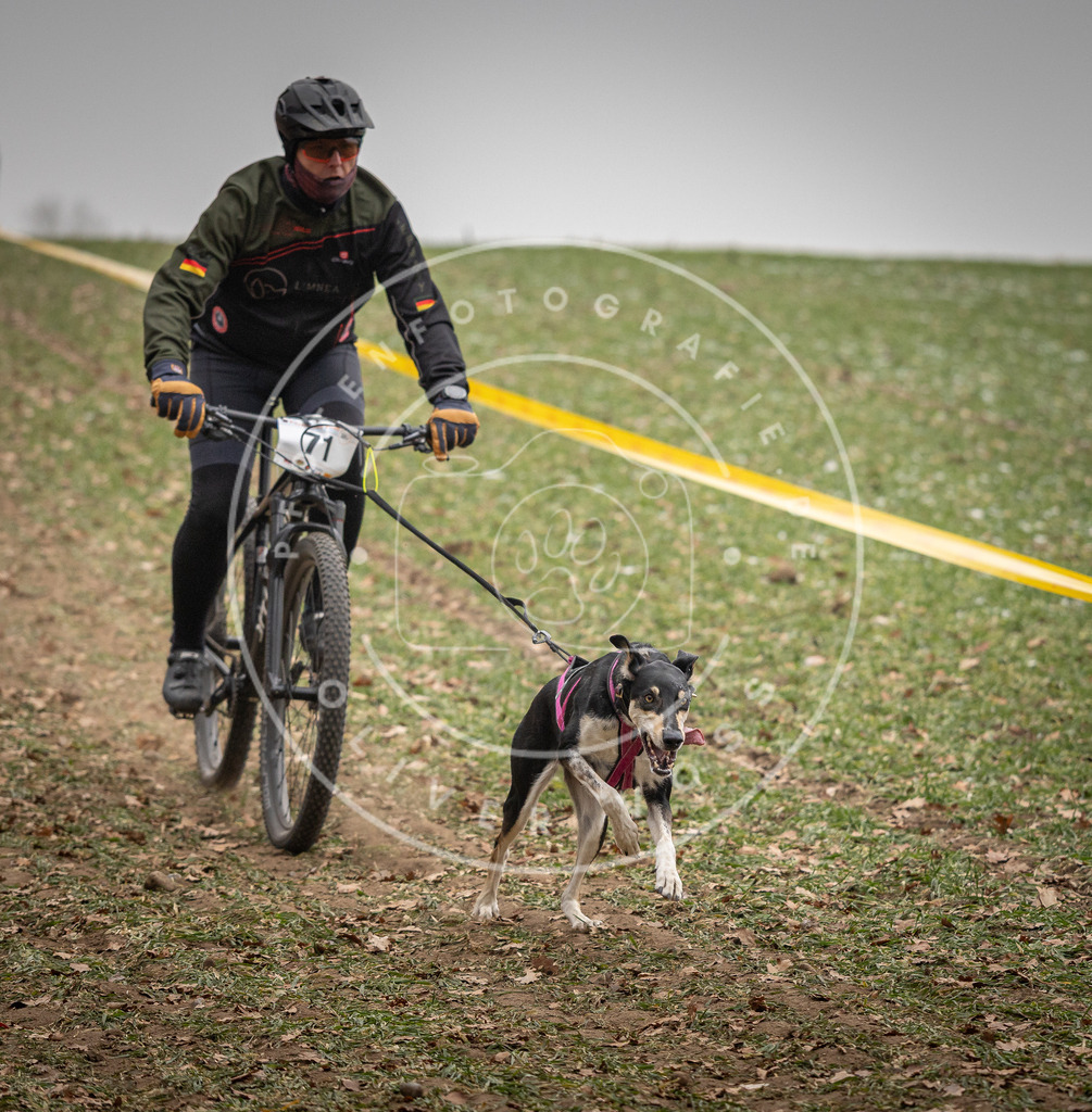 Pfotenfotografie_DV3A3172 | Hundefotografie, Tierfotograf, Pfotenfotografie, Fotoshooting Hund, Hunde Portrait, Hundesport, Hundeportraits, Heideshooting, Hunde, Sportfotograf, Hundefotograf, Turnierhundsport, THS,  - Realisiert mit Pictrs.com