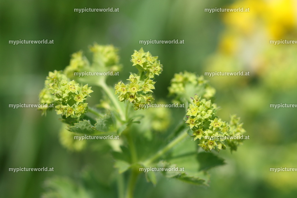 Bergwiesen-Frauenmantel-005 | Das Bilderarchiv über Tiere, Planzen und Landschaften. In der Bilddatenbank finden Sie ein große Auswahl an hochwertigen Bilder für Ihre Werbung - Realisiert mit Pictrs.com