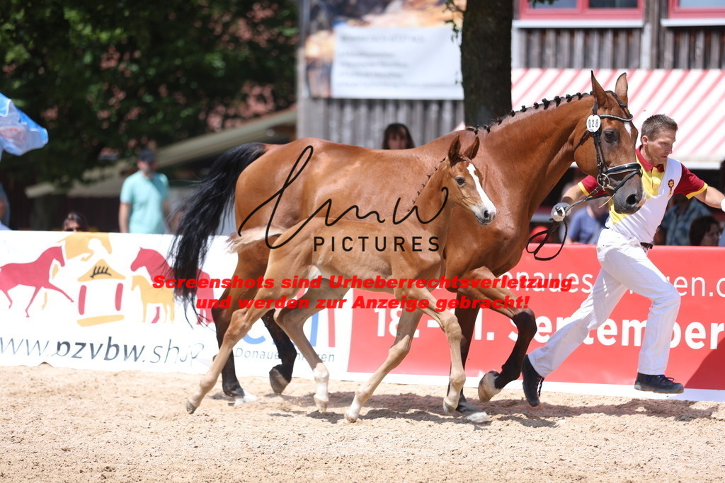 Fohlenschau_Schwäbisch_Hall_springbetonte_Fohlen_KN 28_9 | lmwpictures - Realisiert mit Pictrs.com