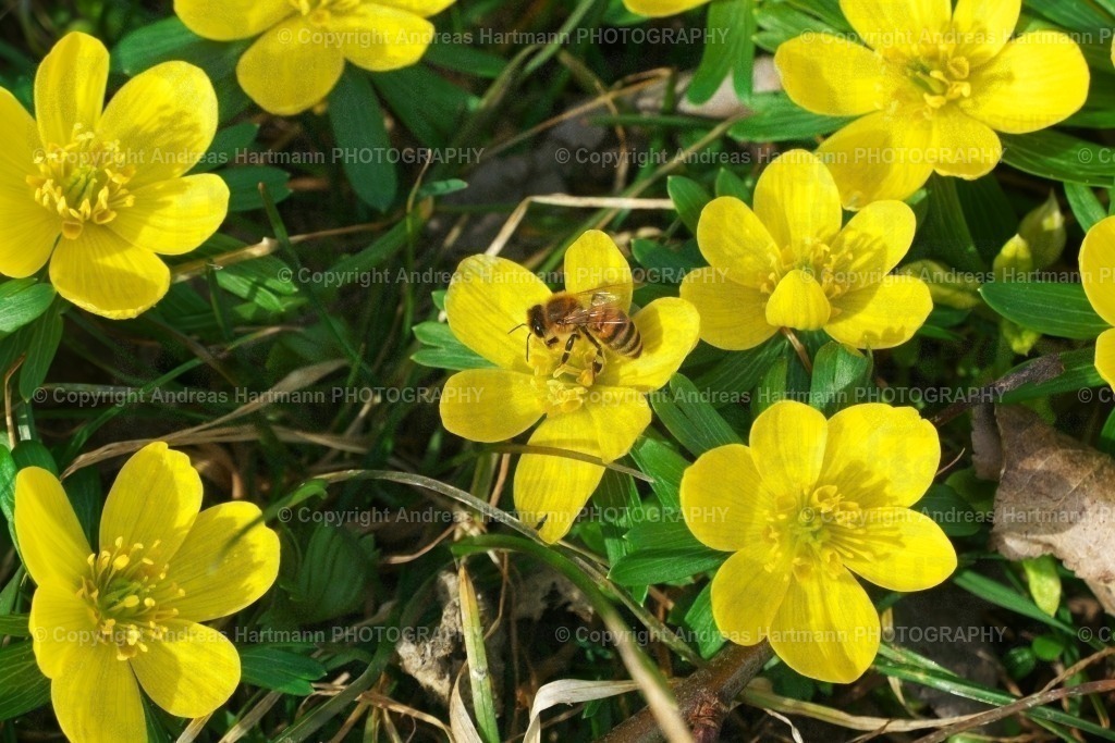 Winterlinge mit Biene | Winterlinge mit Biene - Die Winterlinge im Jenaer Rautal, nahe dem Ortsteil Closewitz blühen wieder in voller Pracht. Bei den frühlingshaften Temperaturen sind die ersten Bienen auf den gelben Blüten zu beobachten.  - Realisiert mit Pictrs.com