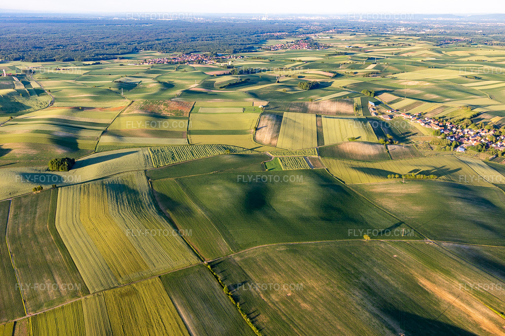 Aerial view: Hilly field and grassland landscape south of the Bienwald near Seebach in Alsace in Siegen in Seebach in the state Bas-Rhin, France.Photo: IMG_115538.jpg taken on 06/16/2019 by Werner Riehm/FLY-FOTO.comResolution of the original: 5472 x 3648 px