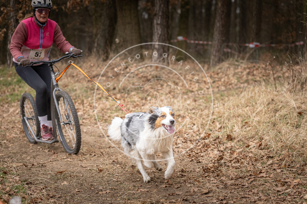 Pfotenfotografie_DV3A2008 | Hundefotografie, Tierfotograf, Pfotenfotografie, Fotoshooting Hund, Hunde Portrait, Hundesport, Hundeportraits, Heideshooting, Hunde, Sportfotograf, Hundefotograf, Turnierhundsport, THS,  - Realisiert mit Pictrs.com
