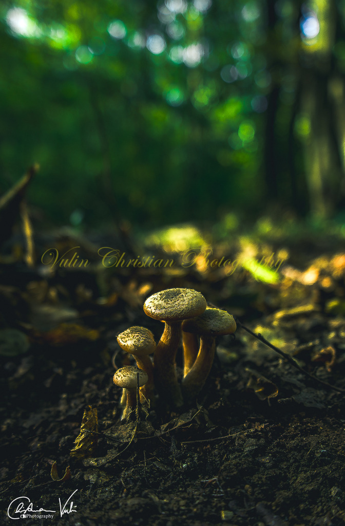 WD 2 | Christian Vulin  - Realisiert mit Pictrs.com