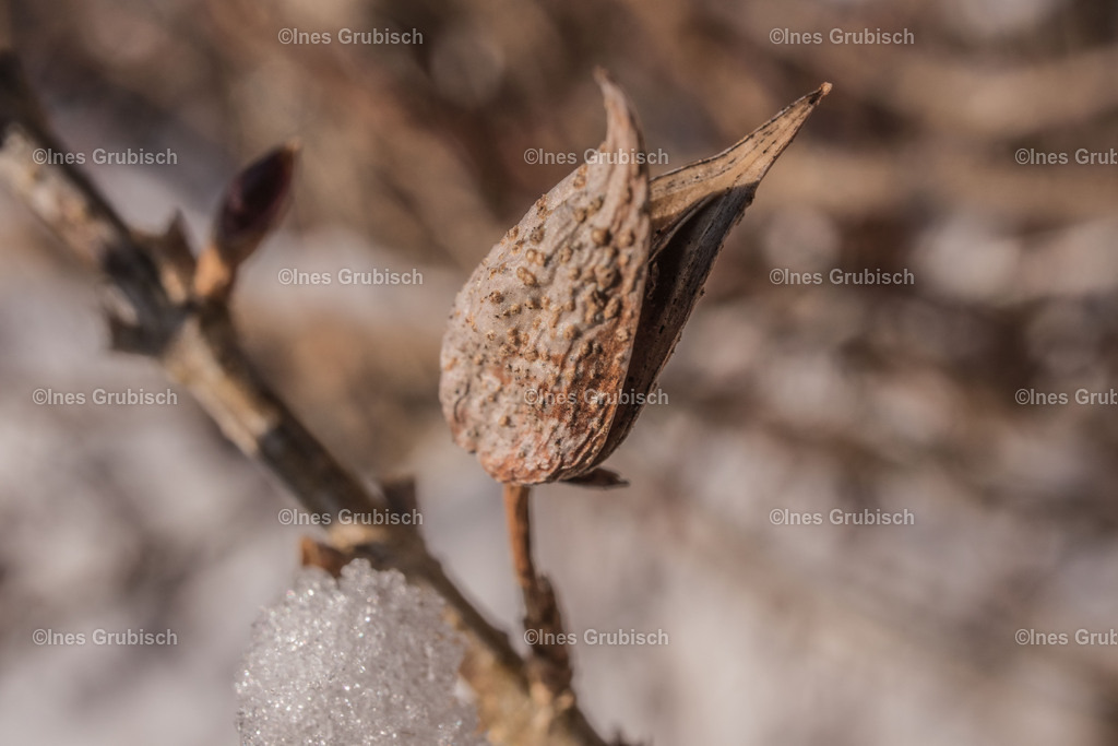 Forsythie im Winter | Lila Lubbenbomm - Artwork by Ines Grubisch - Realisiert mit Pictrs.com
