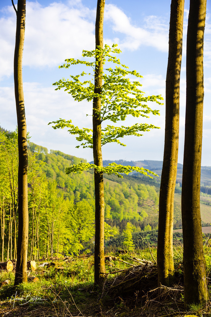 Buche im Mai | Buche im Mai - Realisiert mit Pictrs.com