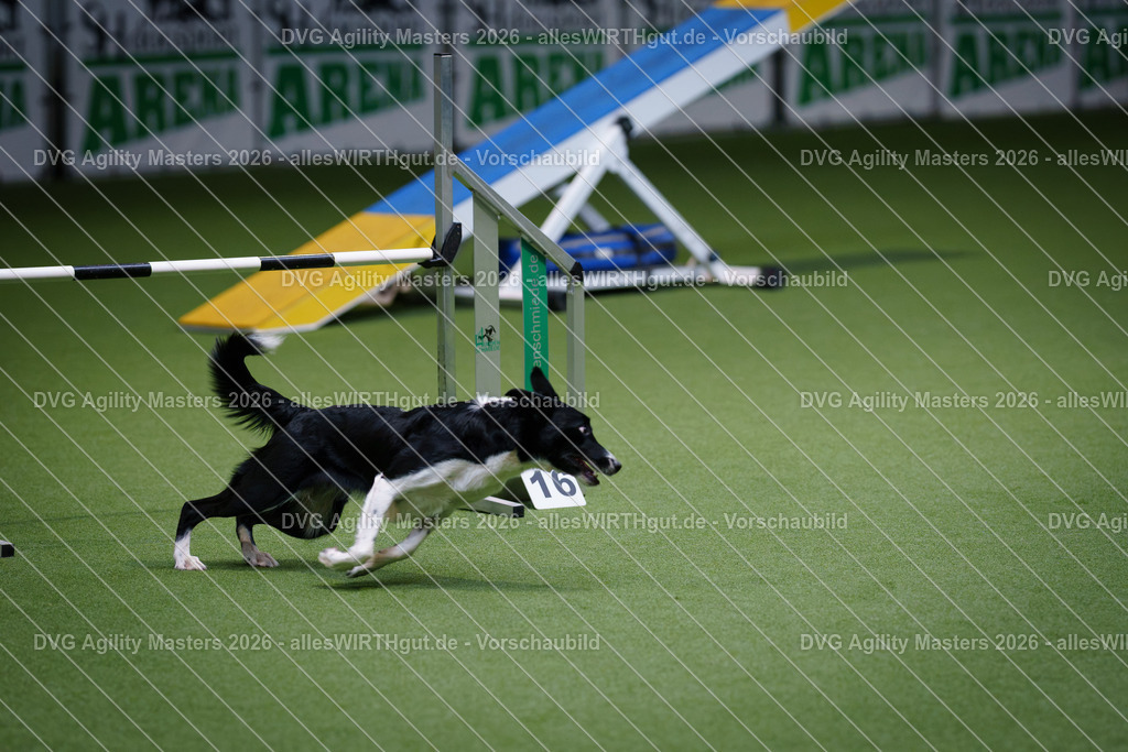 allesWIRTHgut_Tierfotografie-DVG_Agility_Masters_2026-14_35-7R500720 | Professionelle Tierfotografie in Mönchengladbach von Daniel Wirth (allesWIRTHgut). Liebevolle & natürliche Bilder von Hunden & Katzen für unvergessliche Erinnerungen.