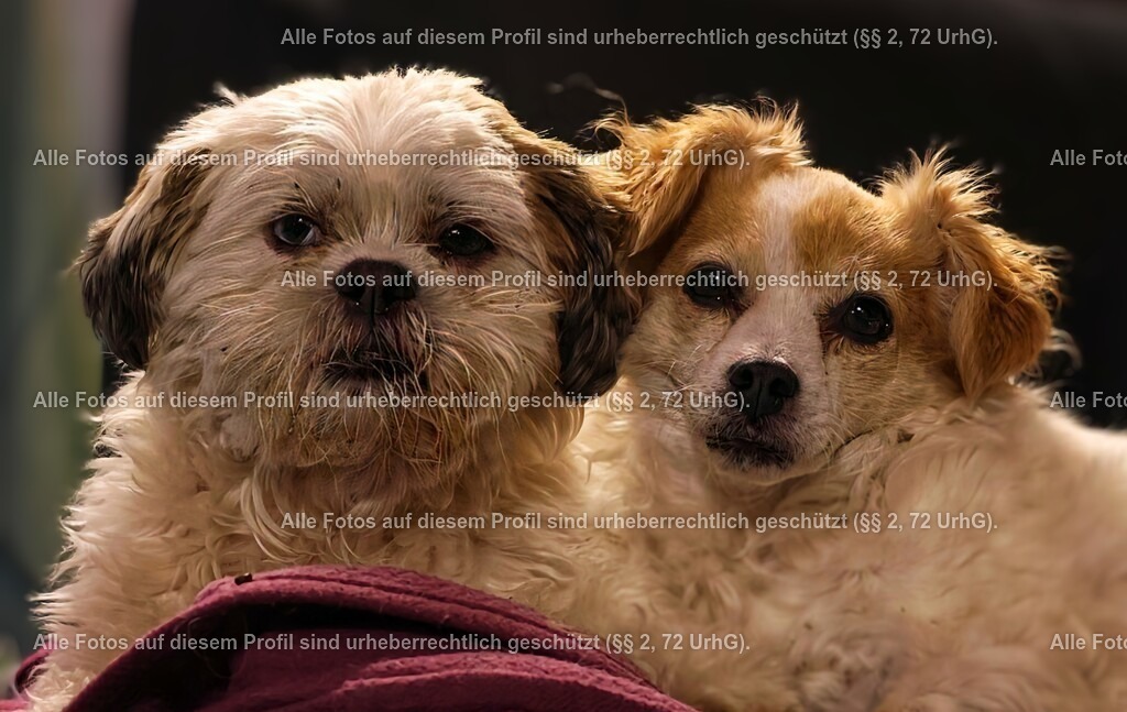 20240325204258_0C4A4165_2-01_3 | krollfotografie - Realisiert mit Pictrs.com