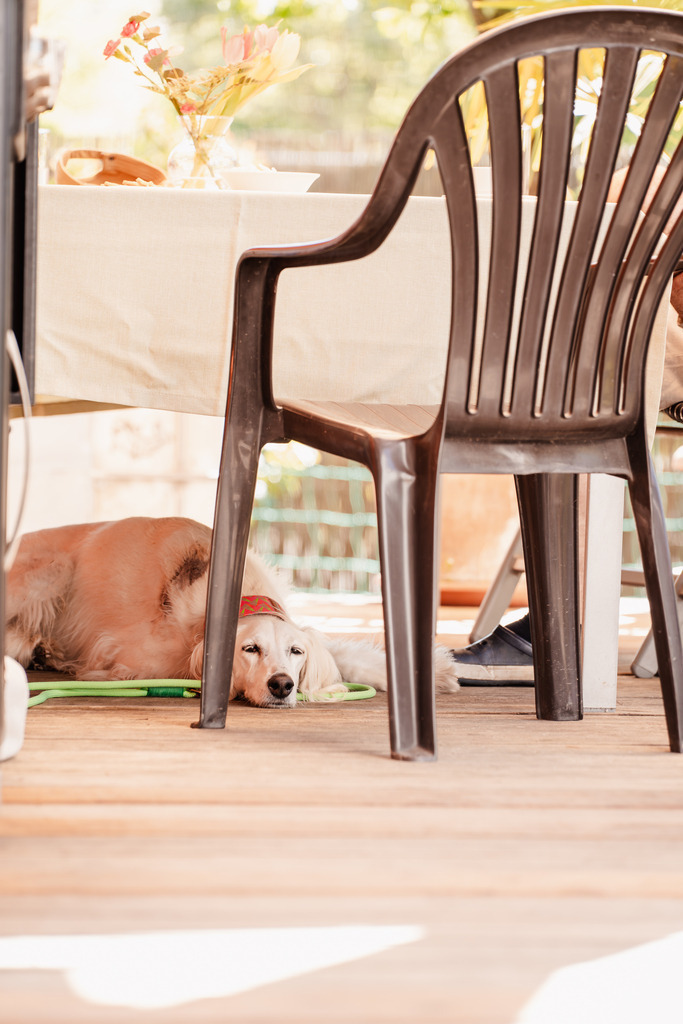 20260426-132 | MuT (Mensch und Tier) mit Mona - Fotografie und Tierkommunikation - Realisiert mit Pictrs.com