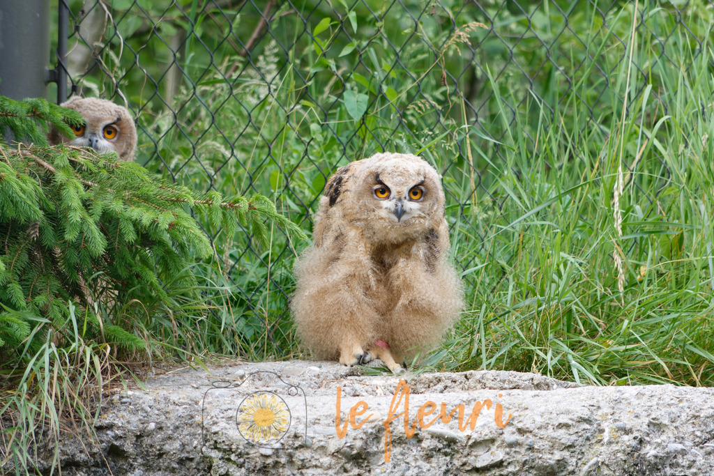 DSC_0318-NEF_DxO_DeepPRIME | Dies ist der Shop von Florian Blum - le fleuri. Langenthal, Bern, Schweiz. Sie können hier meine oder ihre eigenen Fotos als Fotoprodukte kaufen. Tassen, Schlüsselanhänger, Taschen etc. können Sie hier gestalten.  - Realisiert mit Pictrs.com