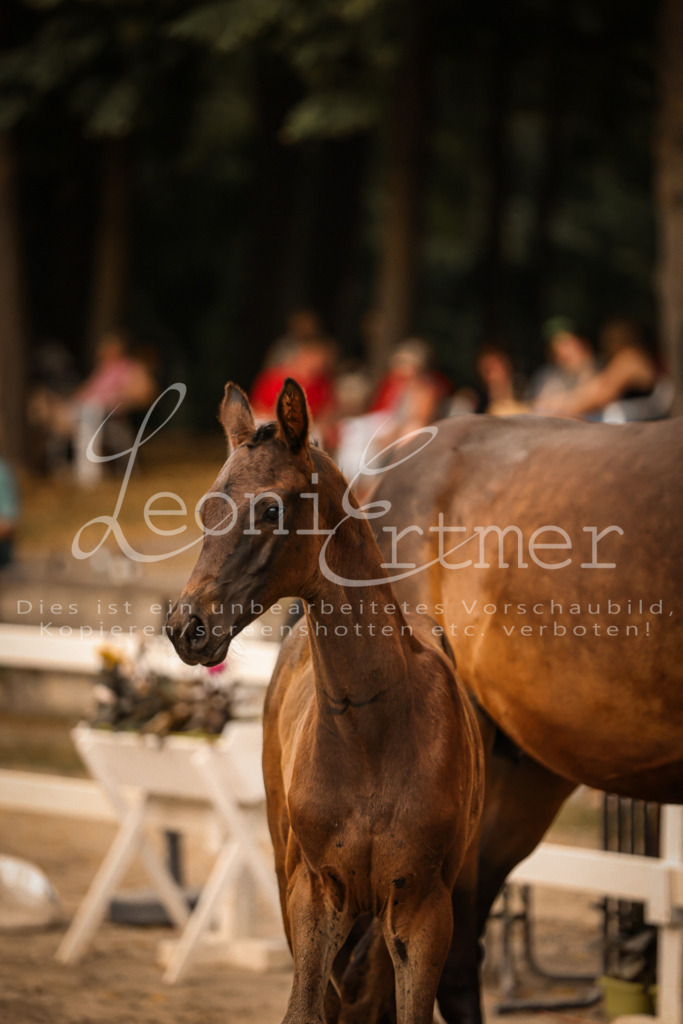 SaPA00331 | Leoni Ertmer Photography - Realisiert mit Pictrs.com