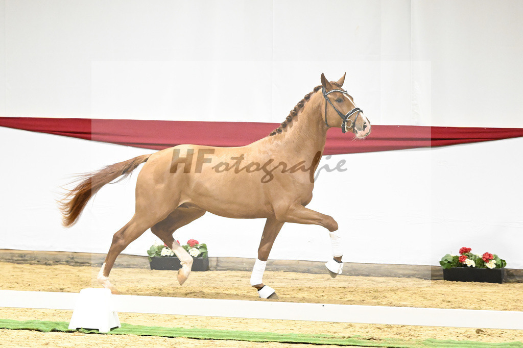 Kat-Nr. 14 v. Escamillo_Rhenania Pferde_63220213 | hf-fotografie - Realizzato con Pictrs.com