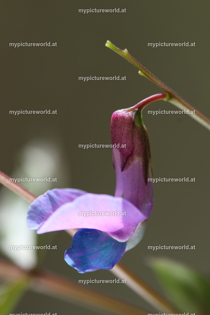 Frühlings-Platterbse-005 | Das Bilderarchiv über Tiere, Planzen und Landschaften. In der Bilddatenbank finden Sie ein große Auswahl an hochwertigen Bilder für Ihre Werbung - Realisiert mit Pictrs.com