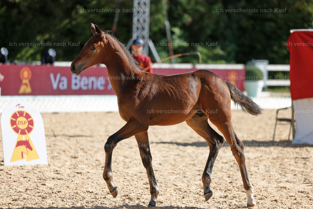 _AM19043 | working equitationturnier fotograf videograf stoibphotography marixx film working equitation deutschland reitsport turnierfotografie eventfotografie equestrian events