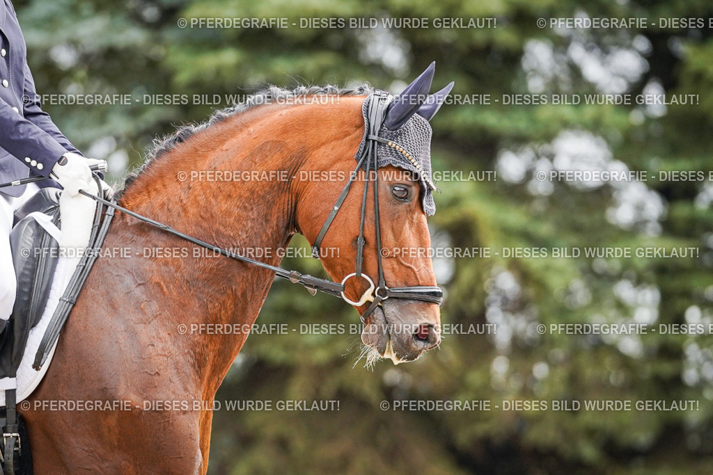 DSC01909 | Pferdegrafie