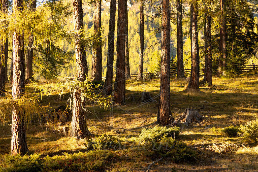 Herbst im Lungau | Ihre Fotografin im Lungau, ihre Fotografin im Mostviertel, Wandbilder Onlineshop, Imagefotos für Ihr Unternehmen,  - Realisiert mit Pictrs.com