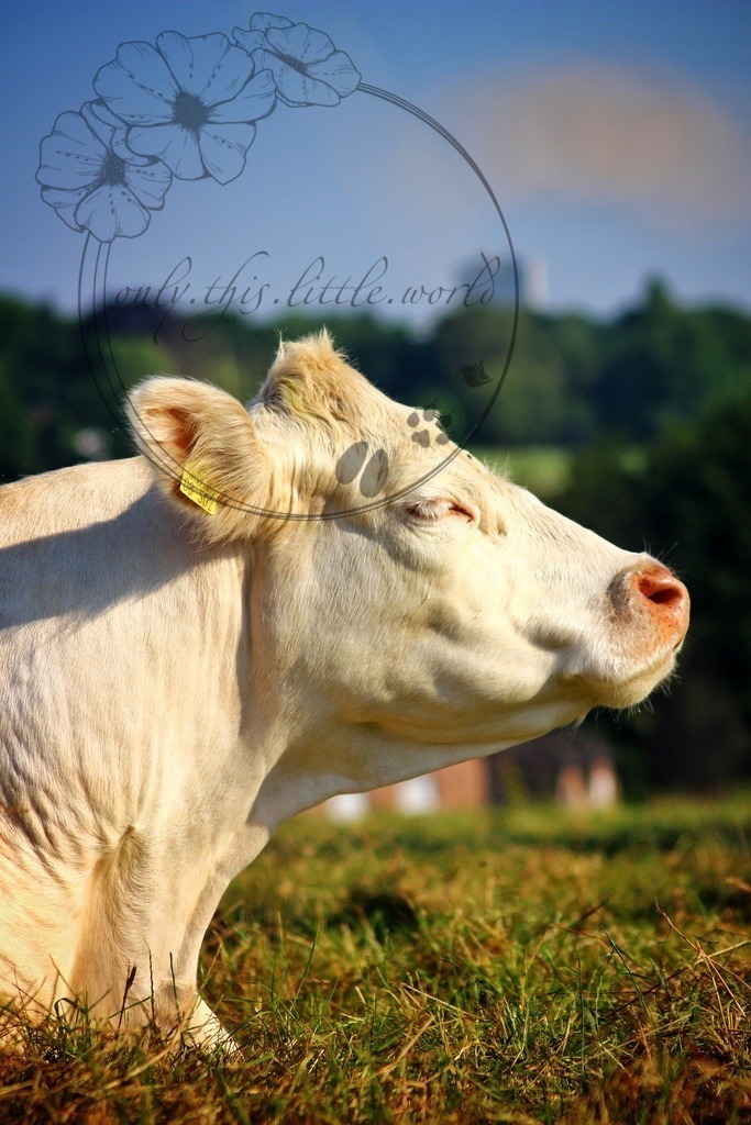 Charolais Kuh 002 | only.this.little.world - Realisiert mit Pictrs.com