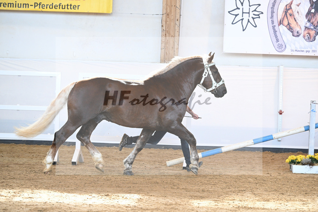 Kat-Nr. 2 v. Dirill_Wittmann_2230175 | hf-fotografie - Realisiert mit Pictrs.com