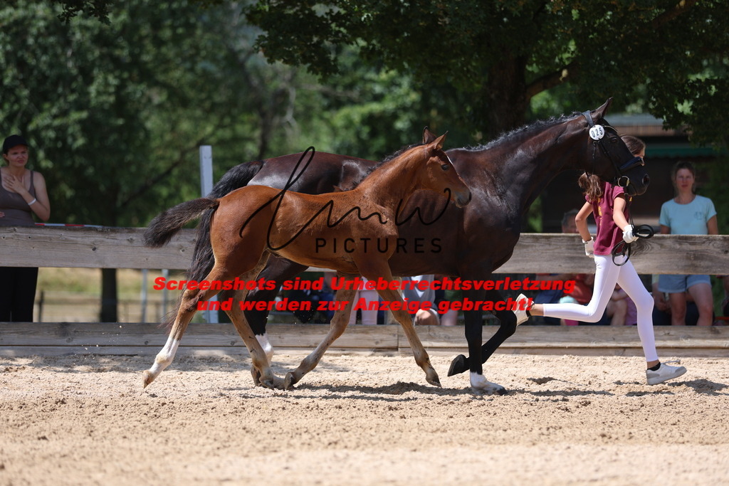 Fohlenschau_Schwäbisch_Hall_springbetonte_Fohlen_KN 25_1 | lmwpictures - Realisiert mit Pictrs.com