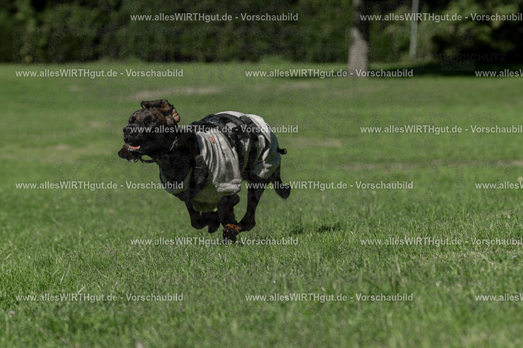Hundeschwimmen_Volksbad_2026-allesWIRTHgut_Tierfotografie-2609061039-094924-7R509134 | Professionelle Tierfotografie in Mönchengladbach von Daniel Wirth (allesWIRTHgut). Liebevolle & natürliche Bilder von Hunden & Katzen für unvergessliche Erinnerungen.