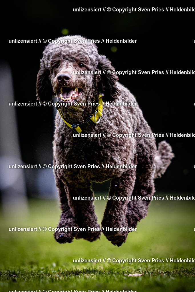 Sven Pries | 2025-10-03 - Hunderennen Obergrombach - Realisiert mit Pictrs.com