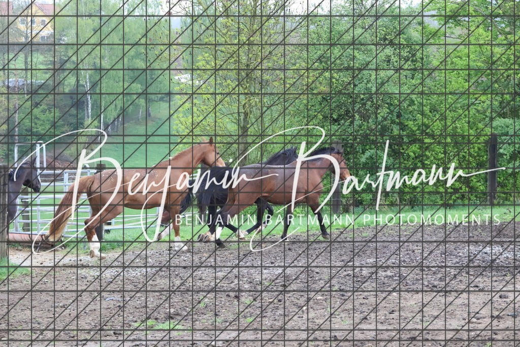 IMG_4260 | Benjamin Bartmann Photomoments