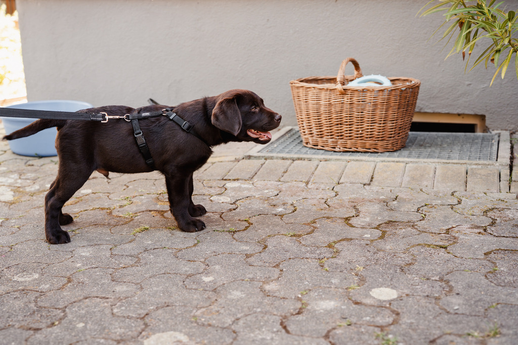 20260426-69 | MuT (Mensch und Tier) mit Mona - Fotografie und Tierkommunikation - Realisiert mit Pictrs.com