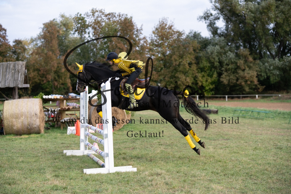 A7V06526 | Pferdefotograf