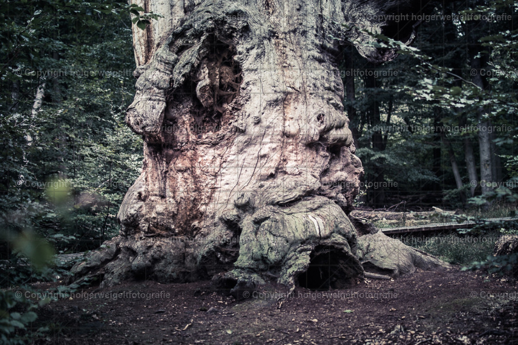 Elenfentenfuß | Kaufen sie online außergewöhnliche Fotografien auf Leinwand Acrylglas Fotoprint Aludibond von holgerweigeltfotografie - Realisiert mit Pictrs.com