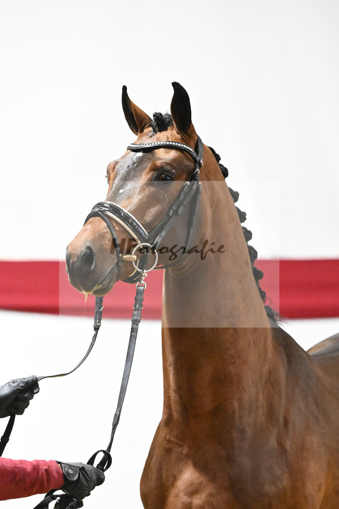 Kat-Nr. 60 v. Valverde_Schoenland_63221807 | hf-fotografie - Realizzato con Pictrs.com
