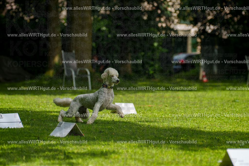 @allesWIRTHgut_Tierfotografie - www.allesWIRTHgut.de - 7R503616 | Professionelle Tierfotografie in Mönchengladbach von Daniel Wirth (allesWIRTHgut). Liebevolle & natürliche Bilder von Hunden & Katzen für unvergessliche Erinnerungen.