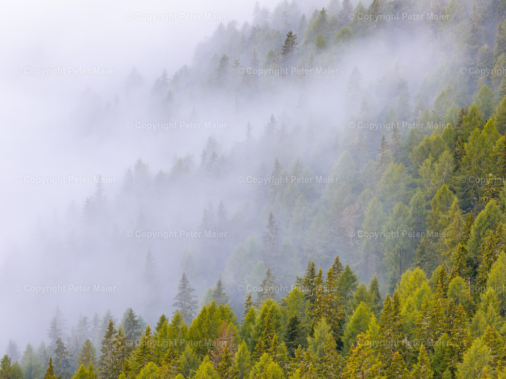 Divers_Erlebnisraum_Wald_23_Peter_Maier-17 | default