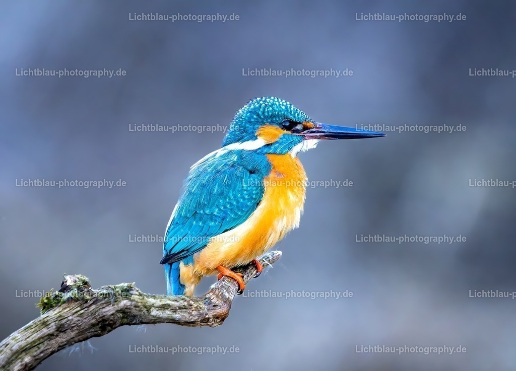 Eisvogel-04 | Hans-Bernd Lichtblau Photography. Finden Sie wunderschöne Fotografien aus Landschaft und Natur.  - Realisiert mit Pictrs.com