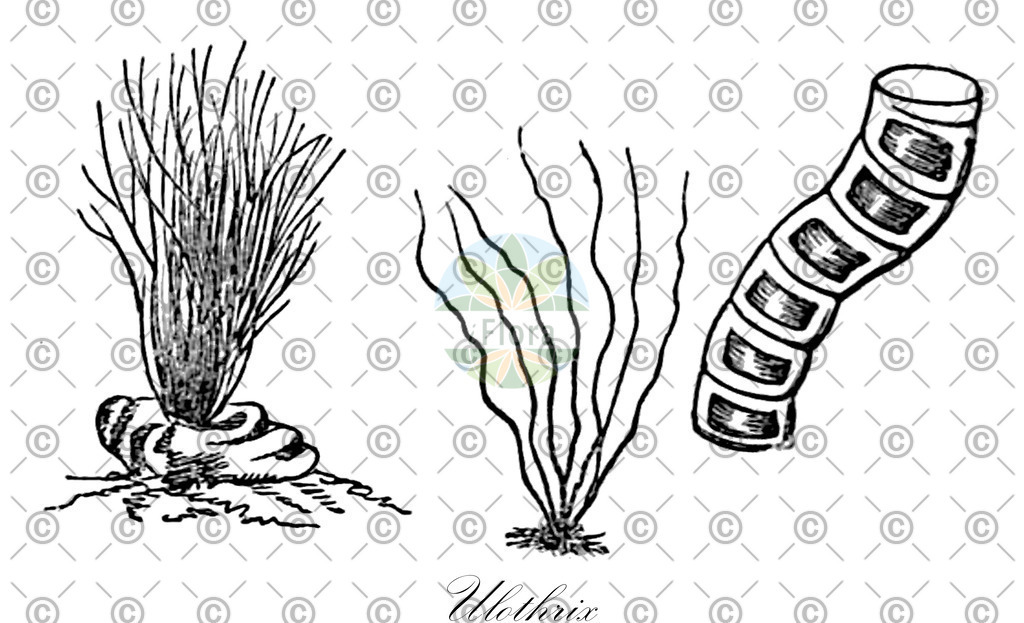 HistAbb_84Q9_2_ENZY_Simple | Historische Abbildung von Ulothrix - Ulotrichaceae (0) | Historical Illustration of Ulothrix - Ulotrichaceae (0)