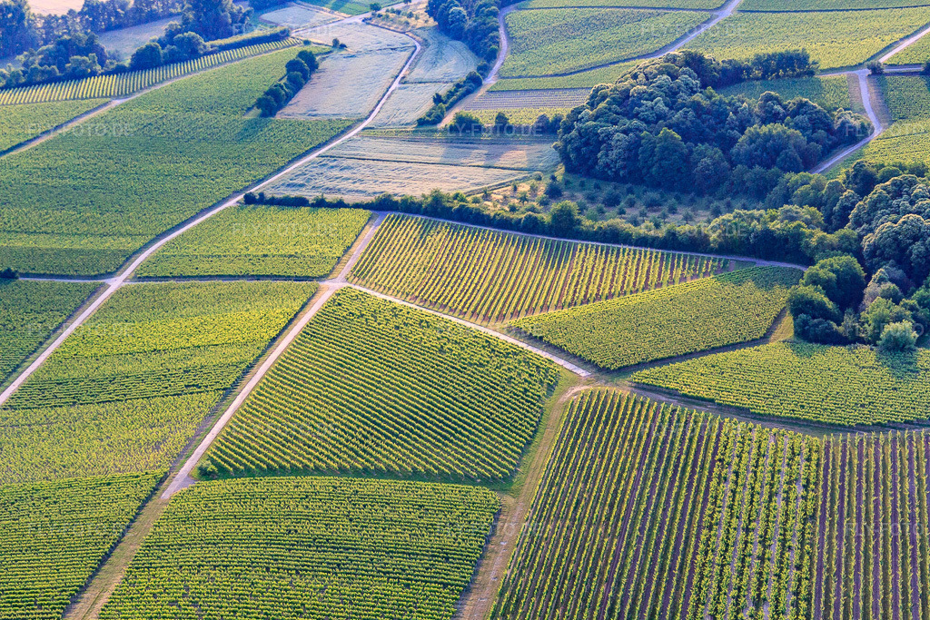 Luftbild: Geometrisch angelegte Weinberge im Morgenlicht im Ortsteil Klingen in Heuchelheim-Klingen im Bundesland Rheinland-Pfalz in Deutschland. Foto: IMG_67841.jpg vom 14.06.2014 durch Werner Riehm/FLY-FOTO.de