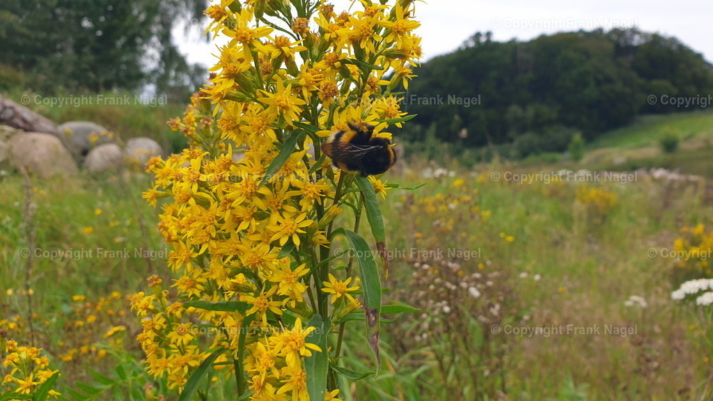 Goldrute mit dunkler Erdhummel | Erdhummeln bauen ihre Nester oft unterirdisch in verlassenen Tierbauten oder in Grasbüscheln. Die Nester bestehen aus kleinen Zellen, in denen die Eier und Larven aufgezogen werden. Ihr Schutz und ihre Erhaltung sind wichtige Anliegen im Naturschutz. Goldruten sind in Europa und anderen Teilen der Welt heimisch. sie sind eine wichtige Nahrungsquelle für viele Insektenarten, wie hier für die Erdhummel. - Realisiert mit Pictrs.com