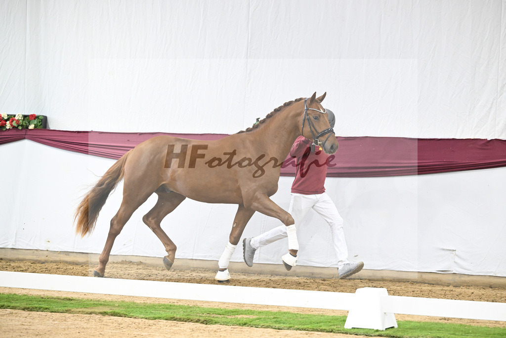 Kat-Nr. 122 Fynch Hatton x De Niro_Wolfgang Reich_47253598 | hf-fotografie - Realisiert mit Pictrs.com