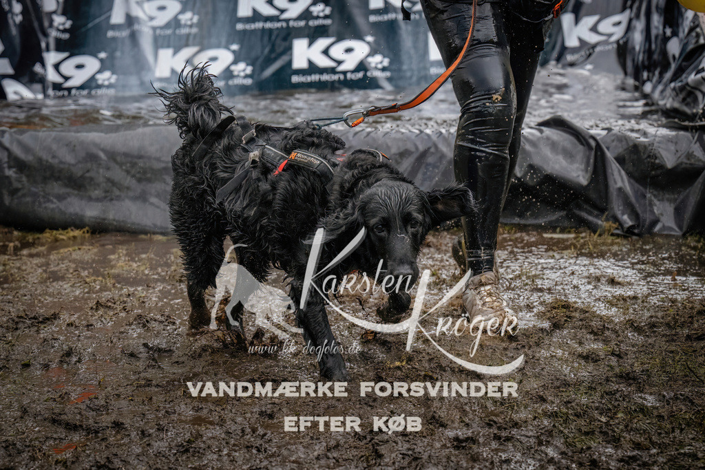 1203_ZZ94227 | kk-dogfotos