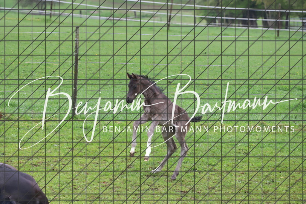 IMG_4319 | Benjamin Bartmann Photomoments