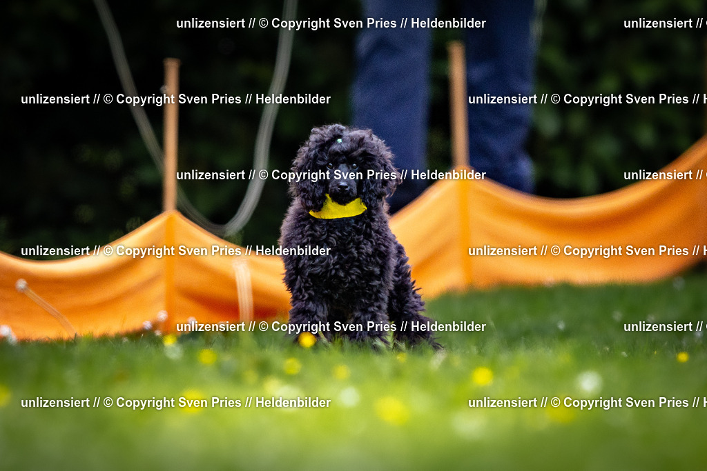 Sven Pries | 2026-05-14 - Hunderennen KA Durlach Vatertag 2026 - Realisiert mit Pictrs.com