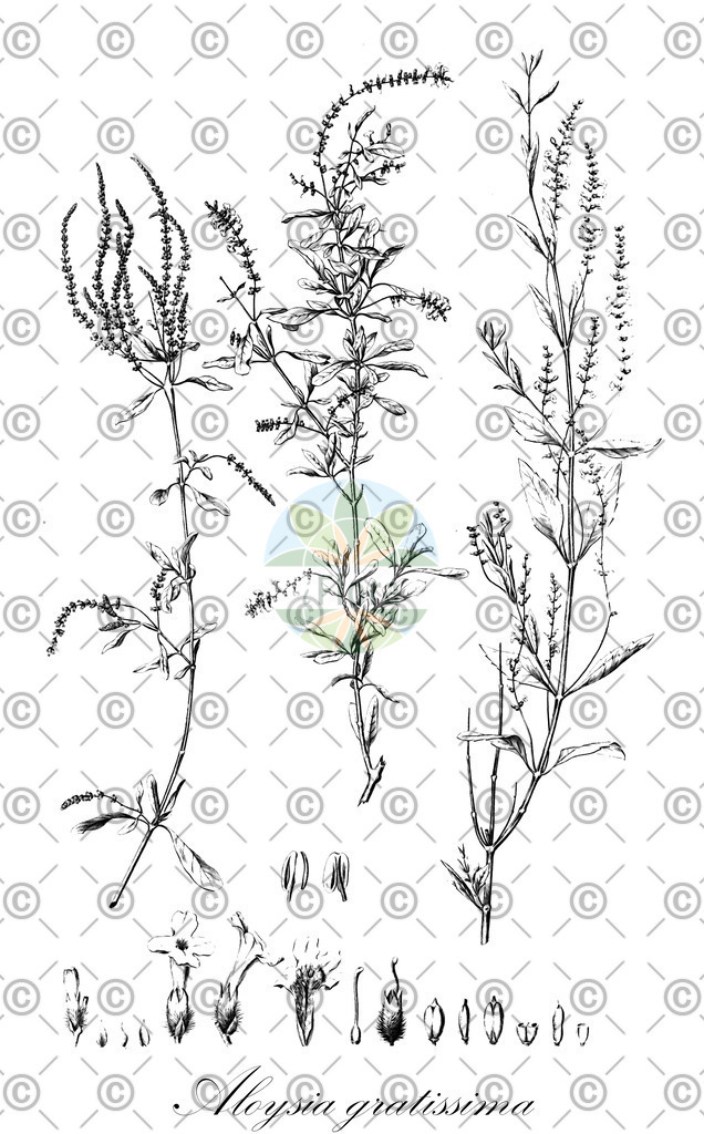 HistAbb_wfo-0000950823_1_ENZY_Simple | Historische Abbildung von Aloysia gratissima - Verbenaceae | Historical Illustration of Aloysia gratissima - Verbenaceae