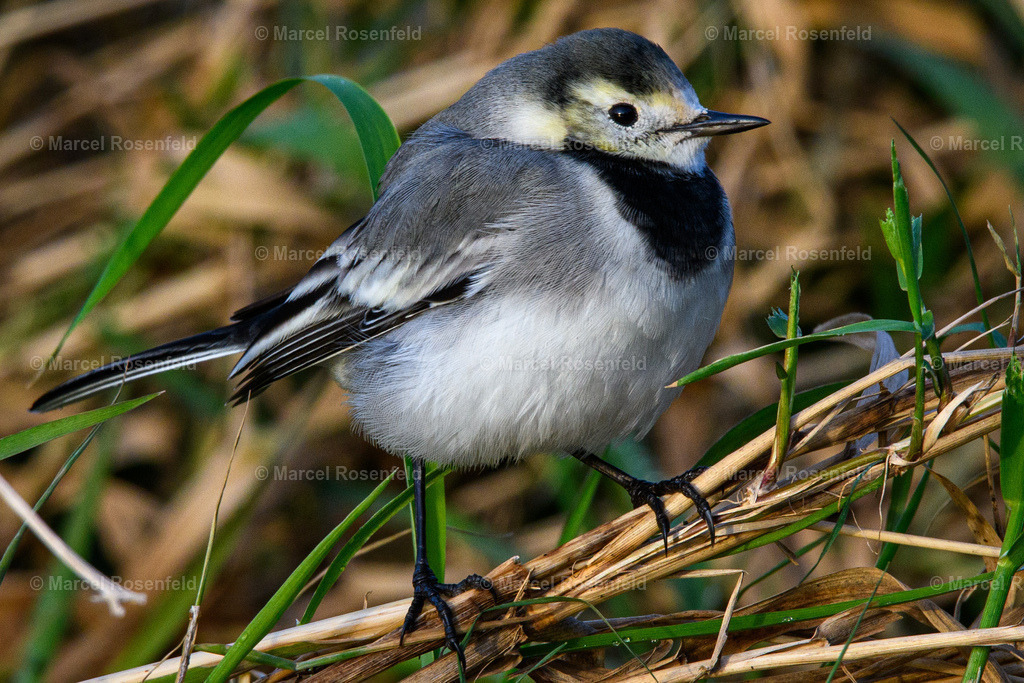 _DSC4171 | foto-rosenfeld