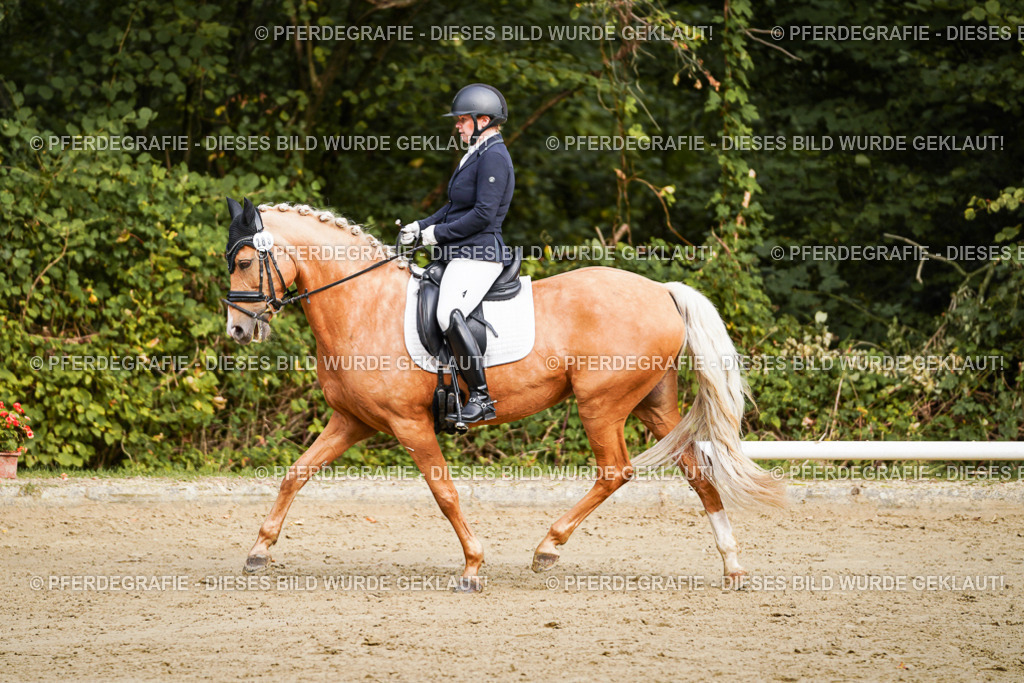 DSC09183 | Pferdegrafie