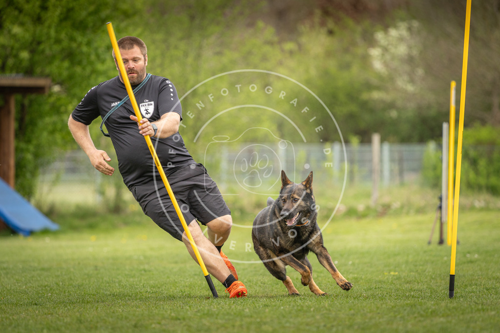 Pfotenfotografie_DV3A9893 | Hundefotografie, Tierfotograf, Pfotenfotografie, Fotoshooting Hund, Hunde Portrait, Hundesport, Hundeportraits, Heideshooting, Hunde, Sportfotograf, Hundefotograf, Turnierhundsport, THS,  - Realisiert mit Pictrs.com