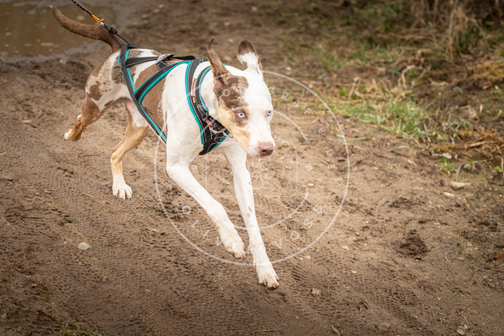 DV3A0845 | Hundefotografie, Tierfotograf, Pfotenfotografie, Fotoshooting Hund, Hunde Portrait, Hundesport, Hundeportraits, Heideshooting, Hunde, Sportfotograf, Hundefotograf, Turnierhundsport, THS,  - Realisiert mit Pictrs.com
