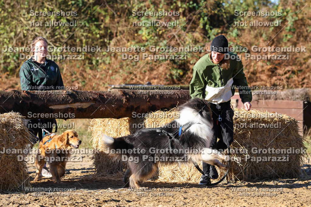 Dog Paparazzi - Strongdog 10-25-1537 | Dog Paparazzi Jeanette Grottendiek Fotografie & Videografie - Realisiert mit Pictrs.com