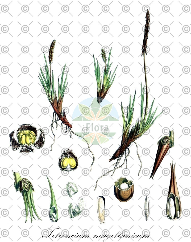 HistAbb_EMP_47509_SRC_Schlechtendal_FLORAD_SIMPLE | Historische Abbildung von Tetroncium magellanicum - Juncaginaceae | Historical Illustration of Tetroncium magellanicum - Juncaginaceae